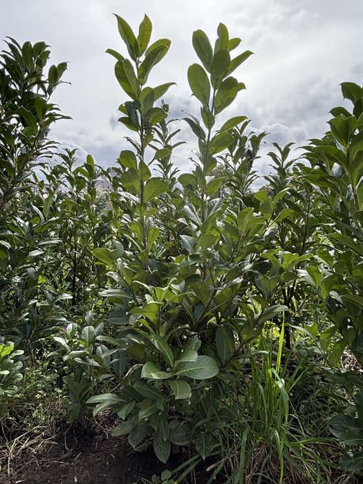 Lauros e Fontinias