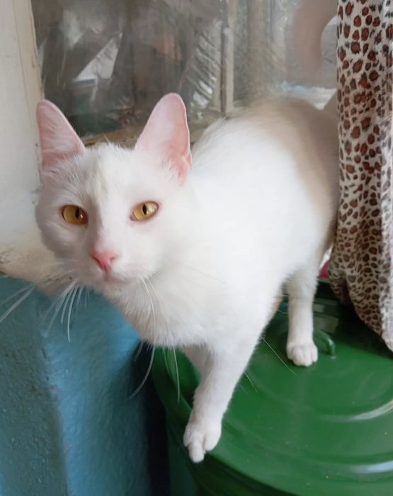 Отдам даром в добрые руки белого котика
