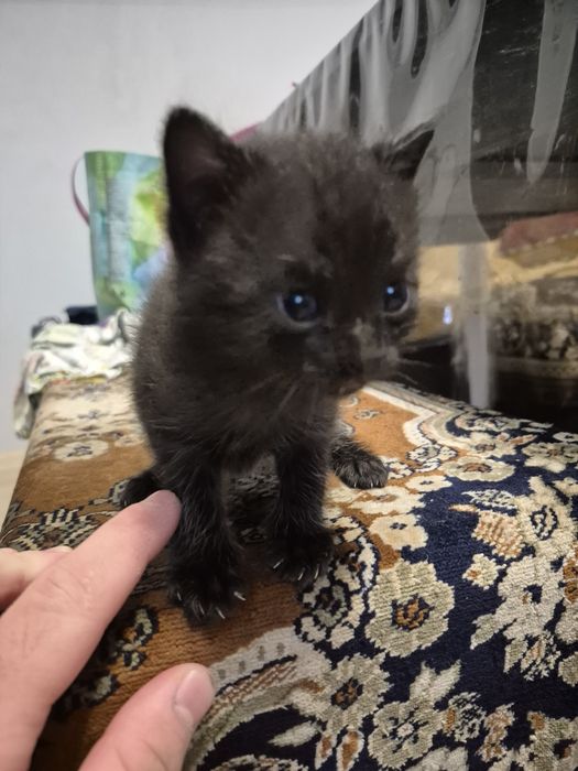 Віддам котиків в добрі руки!