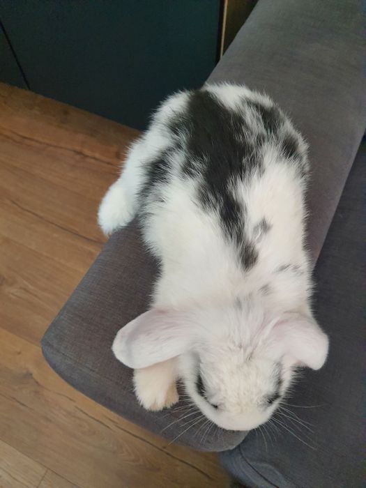 Króliki baranek miniaturka karzełek mini lop. Cena CAŁKOWITA.