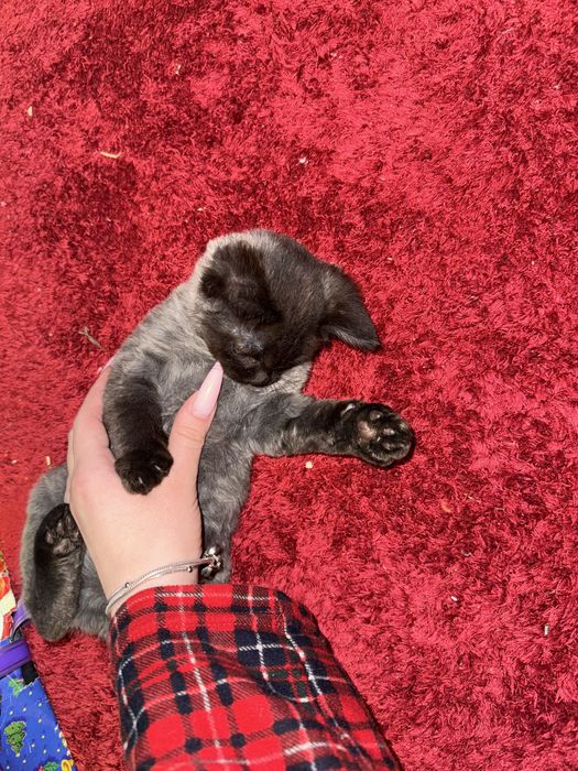 Відам котики в добрі руки