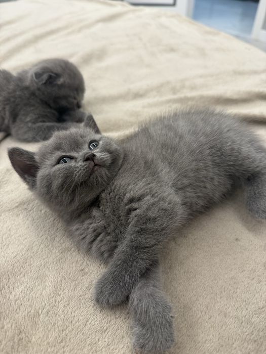 Шотландські кошенята