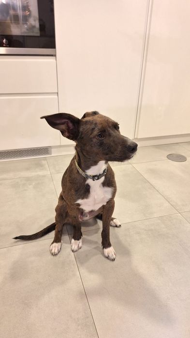 Macho 9 meses esterilizado para adopção