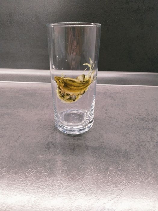 Бокали/келихи під пиво