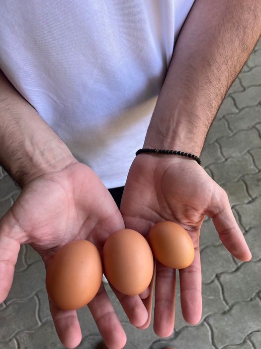 Ovos 100% caseiros