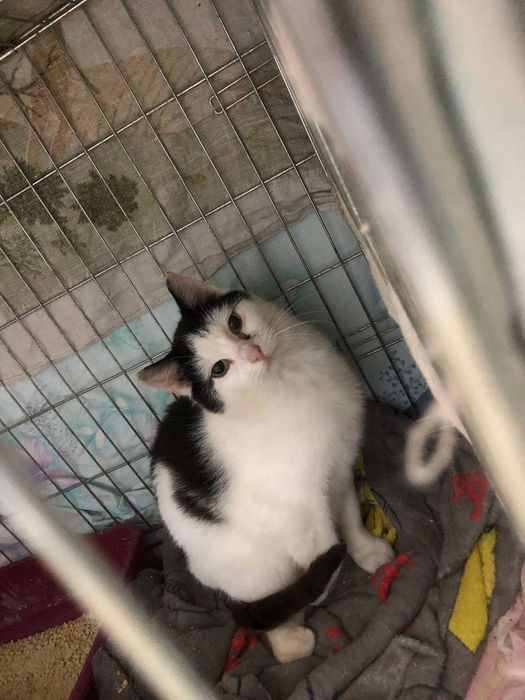 Kotka potrzebuje domu z wolierą