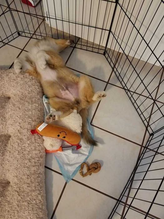 Клетка 180х60х76 манеж с дверкой  8-секций клітка для щенков собак