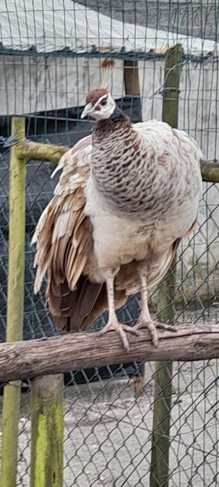 Pavões novos e adultos