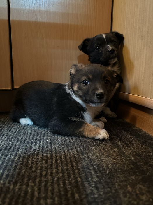 Дві гарні маленькі собачки в добрі руки безкоштовно"