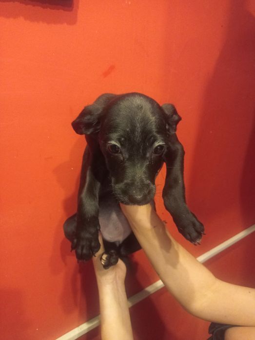 Долматинка манюня