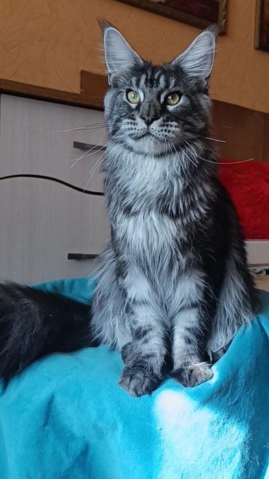 Котик породы Мейн Кун