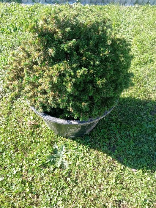 Świerk pospolity Nidiformis.