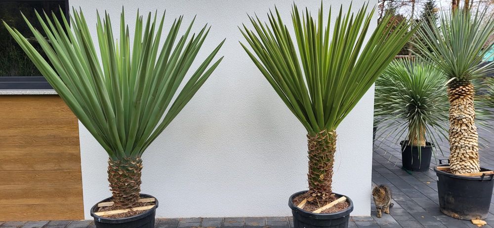Palma mrozoodporna.  Rośliny egzotyczne.  Yucca rostrata  fortunei