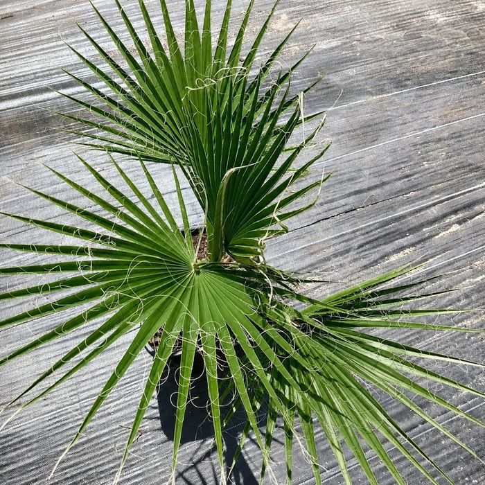 Duża palma mrozoodporna Waszyngtona Robusta 70-90cm | Polska szkółka