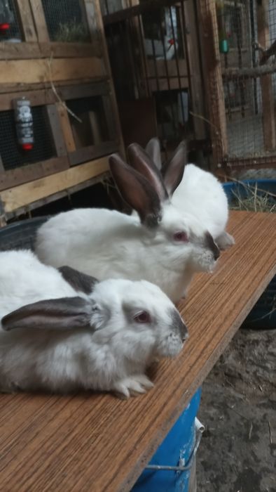 Sprzedam króliki kalifornijskie