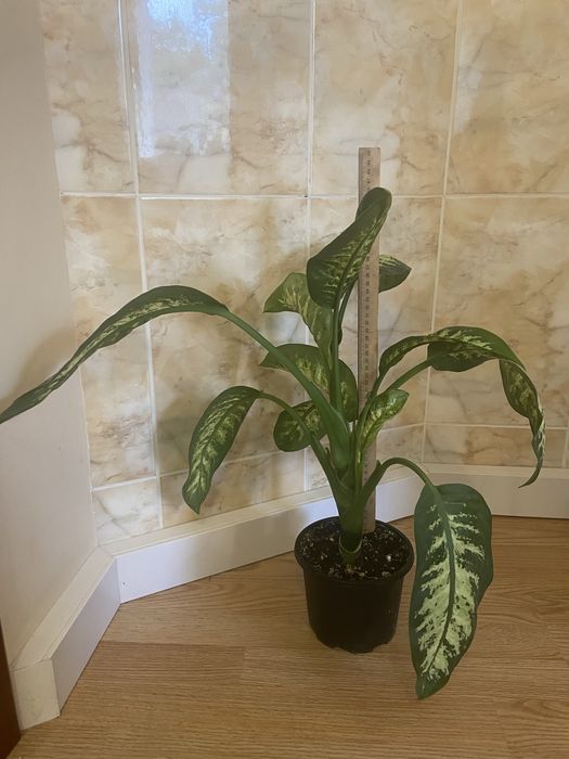 Дифенбахія, дифенбахия