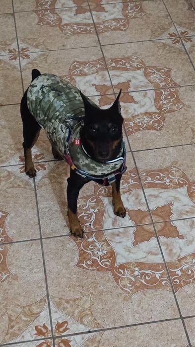 Цвергпинчер вязка