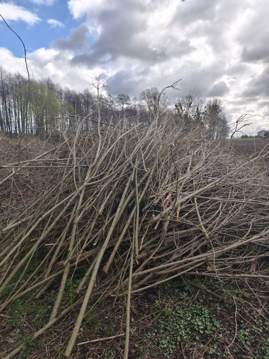 Oddam gałęzie i drewno za darmo