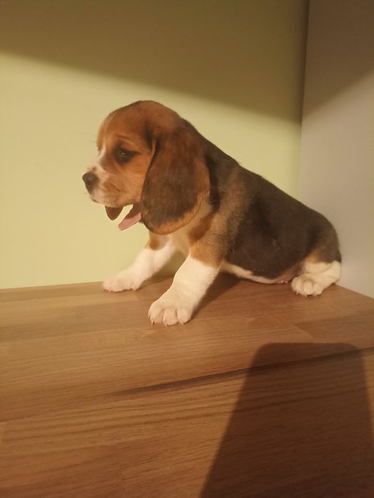 Suczka Beagle Tricolor