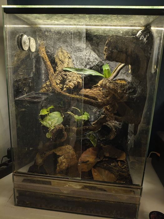 Gekon orzesiony z terrarium
