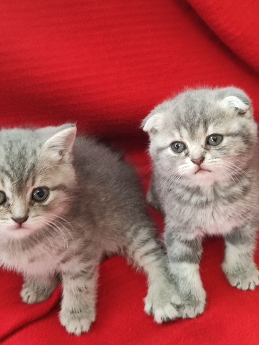 Шотландські кошенята