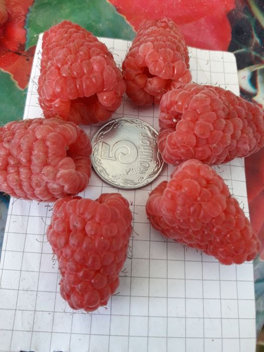 Продам саджанці малини.