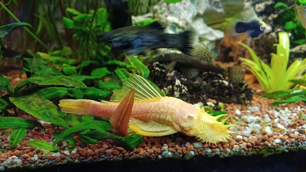 Glonojad  albinos samiec.