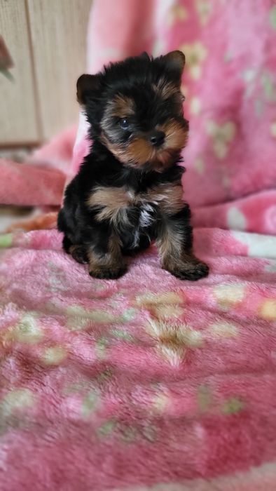 Детки йорк мини  .