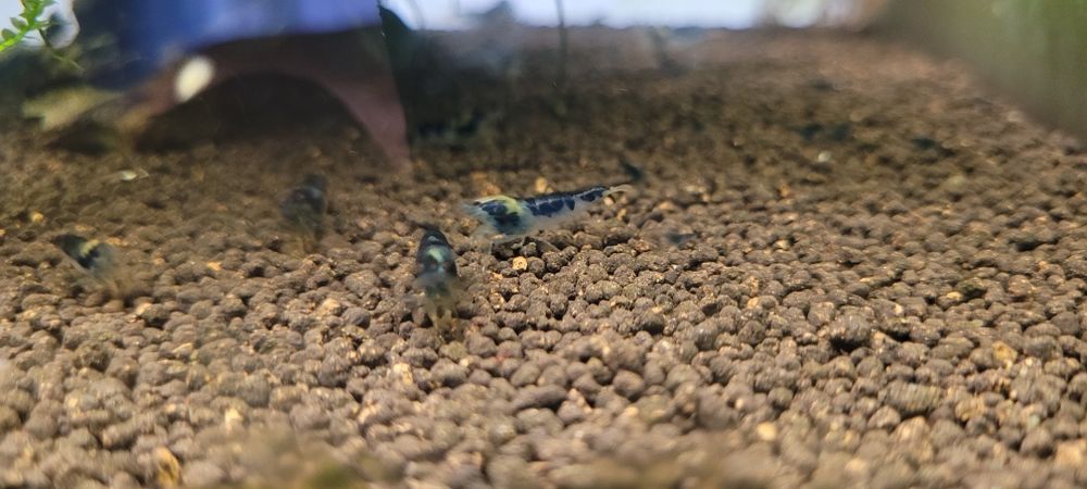 Krewetki dragon blood