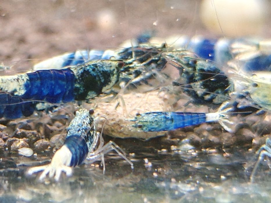 Krewetki Caridina Ocean Blue
