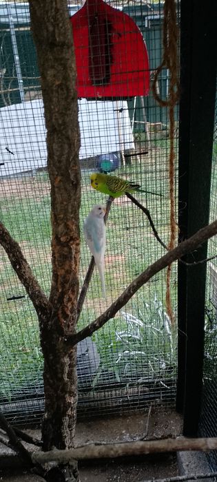 Aves piriquitos  novos o casal