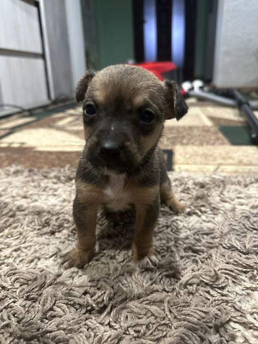 Віддам у добрі руки двох цуценят (дівчатка), безкоштовно