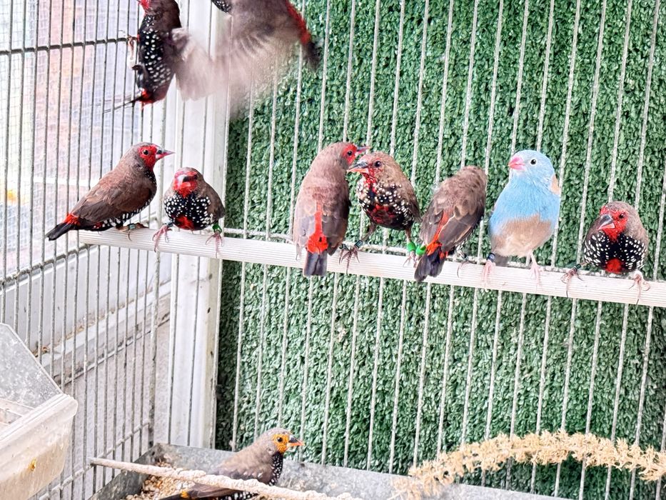 Varias aves para cedencia aves 2026