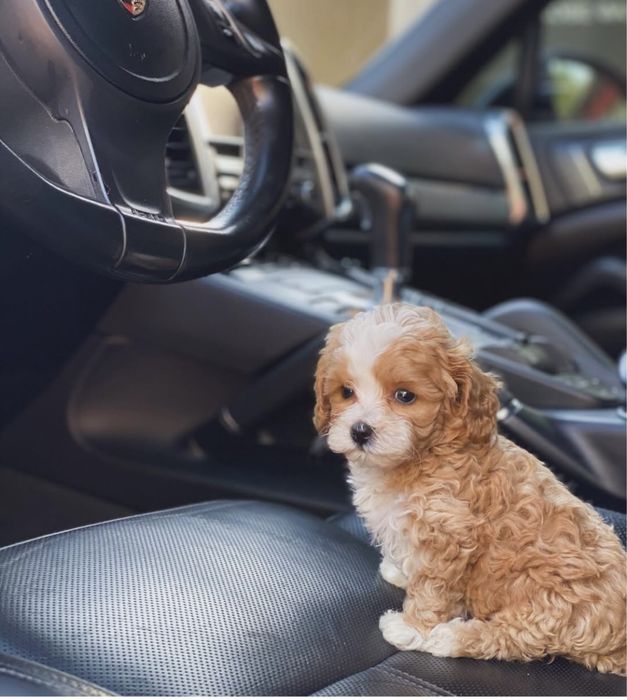 Мінічка цуценятка мальтипу ф1