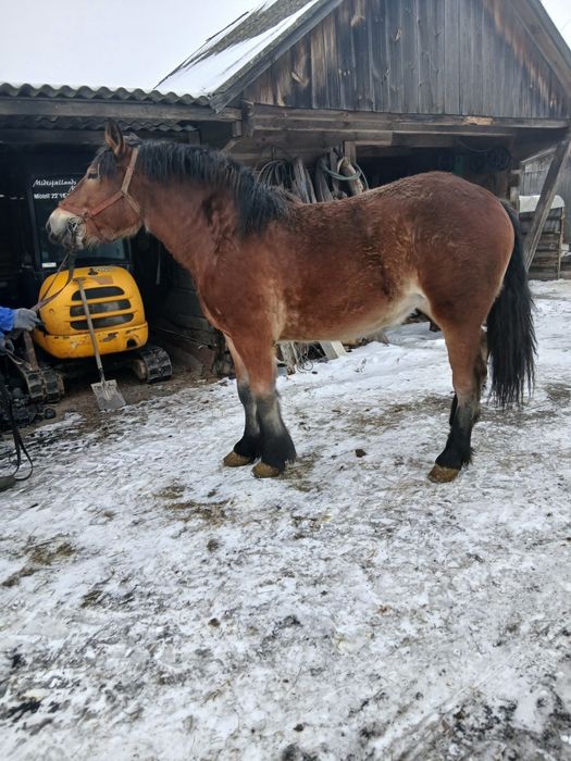 KlaczeZrebice zimnokrwiste