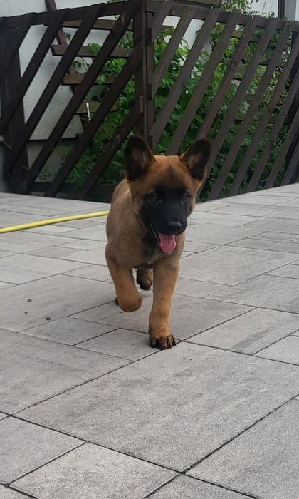 Owczarek Belgijski Malinois piesek