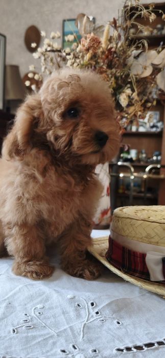 Той пудель ксу девочки и мальчики