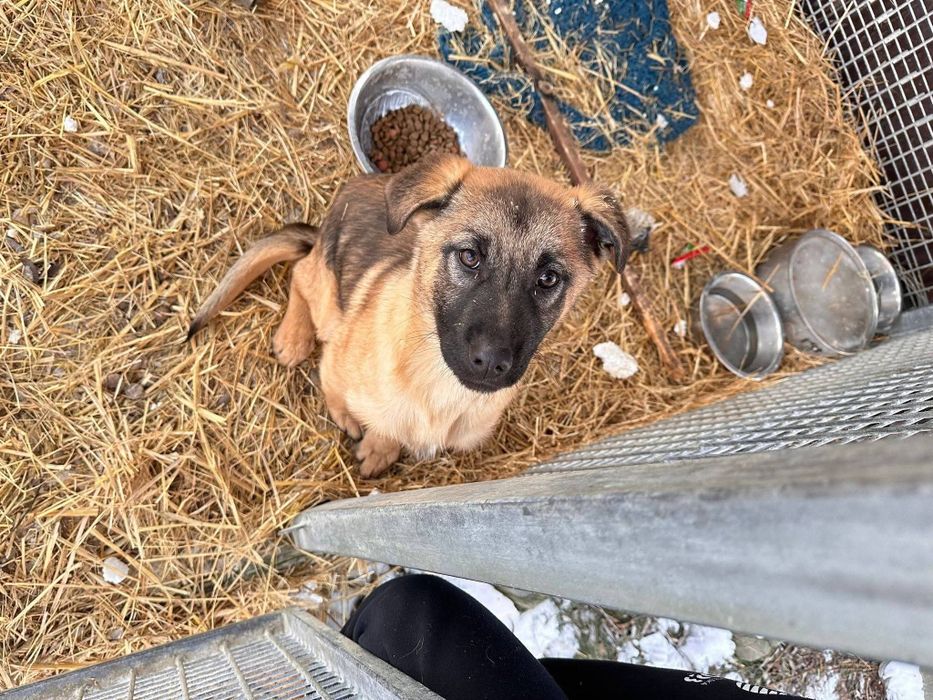 Oddam szczeniaka pięknego