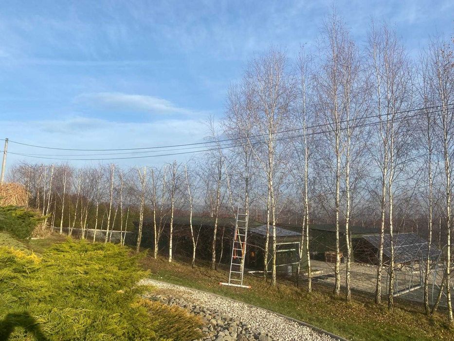 Wycinka drzew | Przycinanie | Zwyżka 20m | Rębak | Gratis wycena