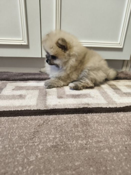 Міні хлопчик померанський шпіц 2 місяці.