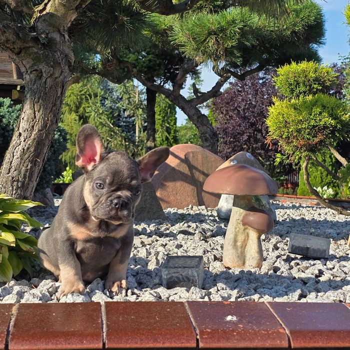 Buldog Francuski śliczny Blue Tan piesek