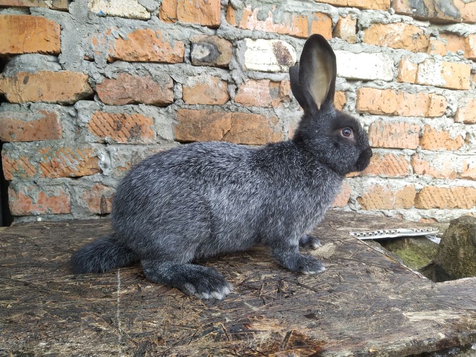 Продам полтавське срібло