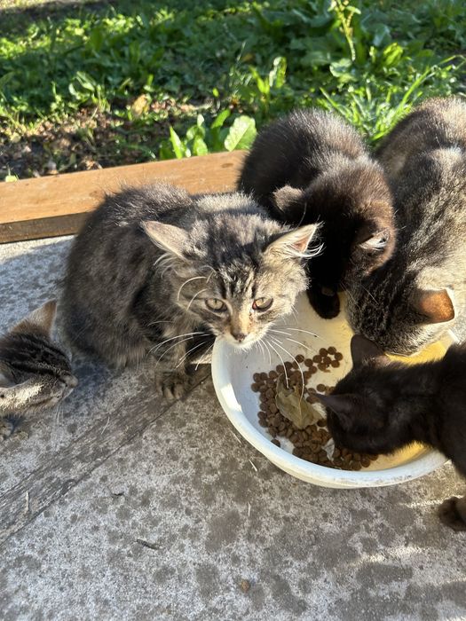 Кошенята в добрі руки
