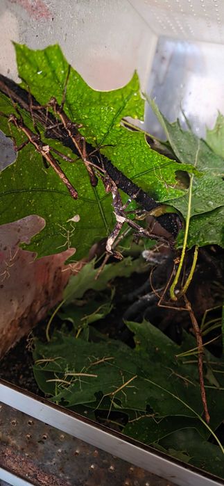 Terrarium z  straszykami filipinskimi