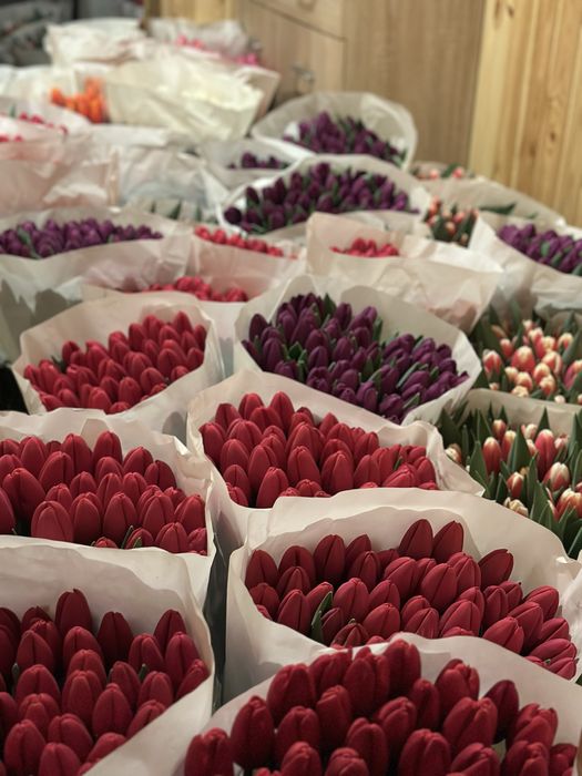 Украінський тюлпан  Бровари опт від 35 грн