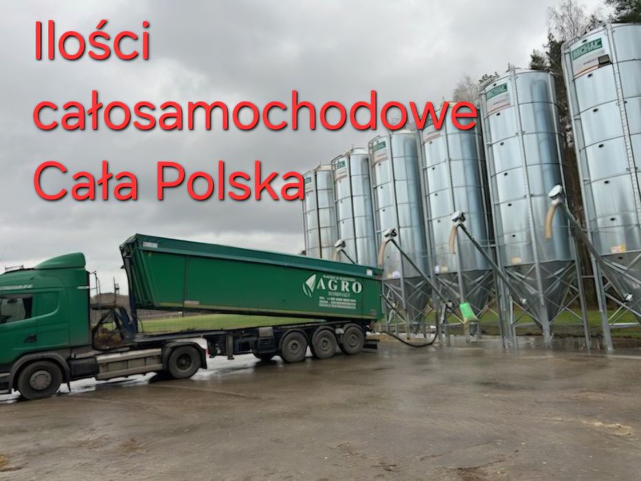Sprzedaż zbóż i komponentów paszowych z dostawą