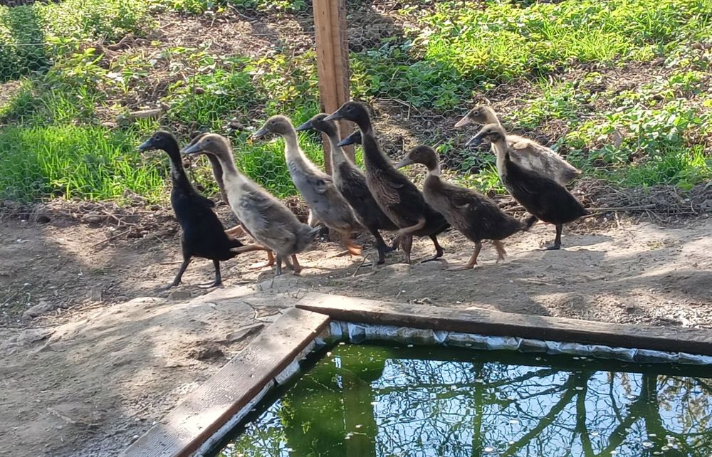 Młode biegusy indyjskie