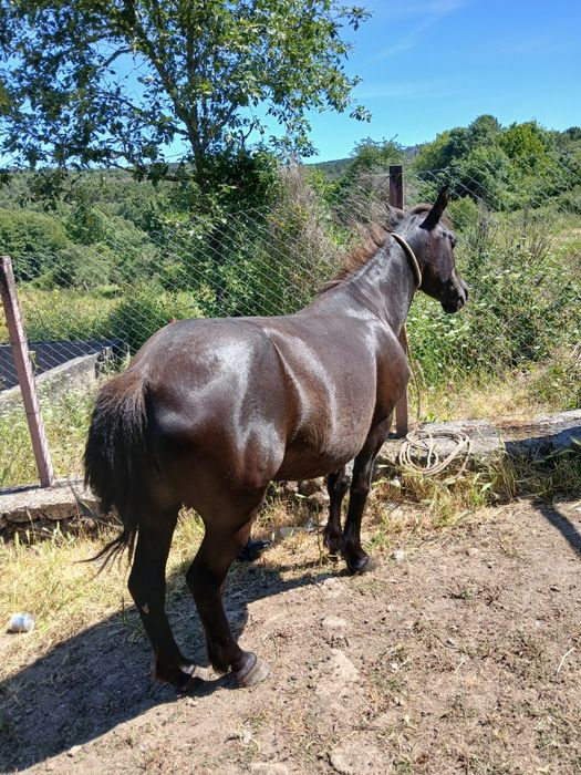 Vendo cavalo manso