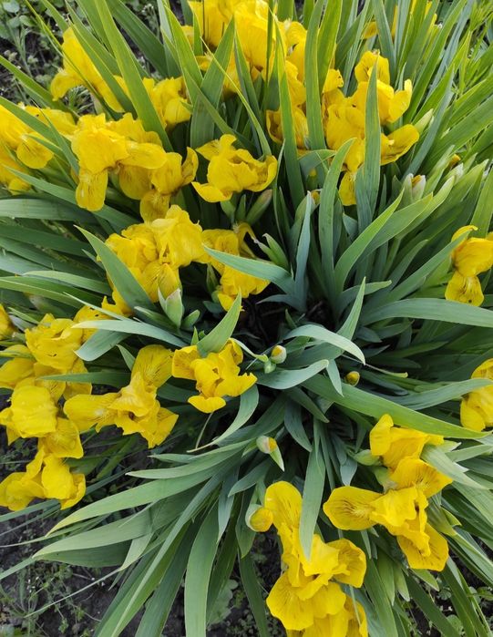 Іриси, півники середнього розміру (не високі)