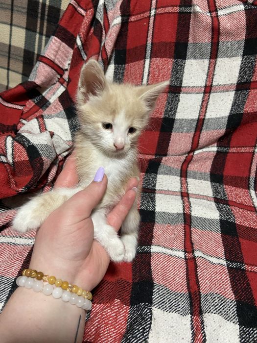Котята безкоштовно